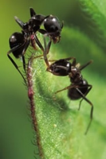 polyrhachis vicina roger ant ants mountain humile linepithema fight