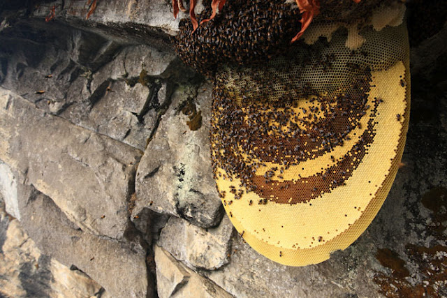 The Himalayan Honey Bee is aggressive and has never been domesticated as it does not use enclosed cavities for nesting 